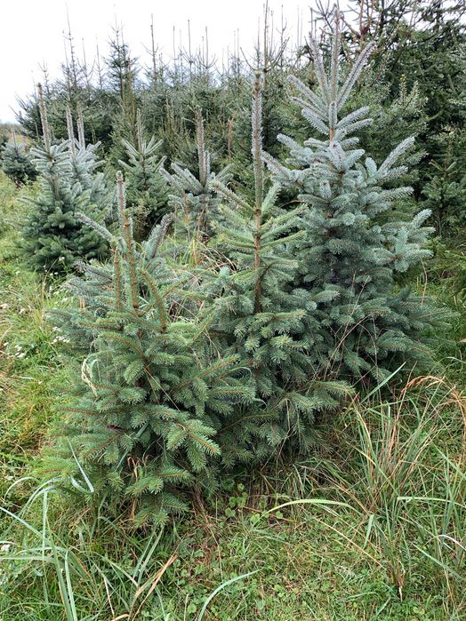 CHOINKI na święta Boże narodzenie z plantacji ekologicznej.