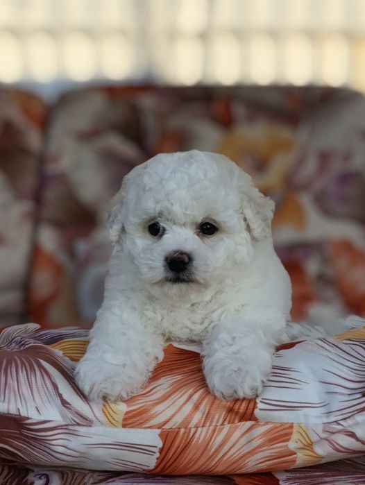 Ласковая и игривая Бишон фризе.