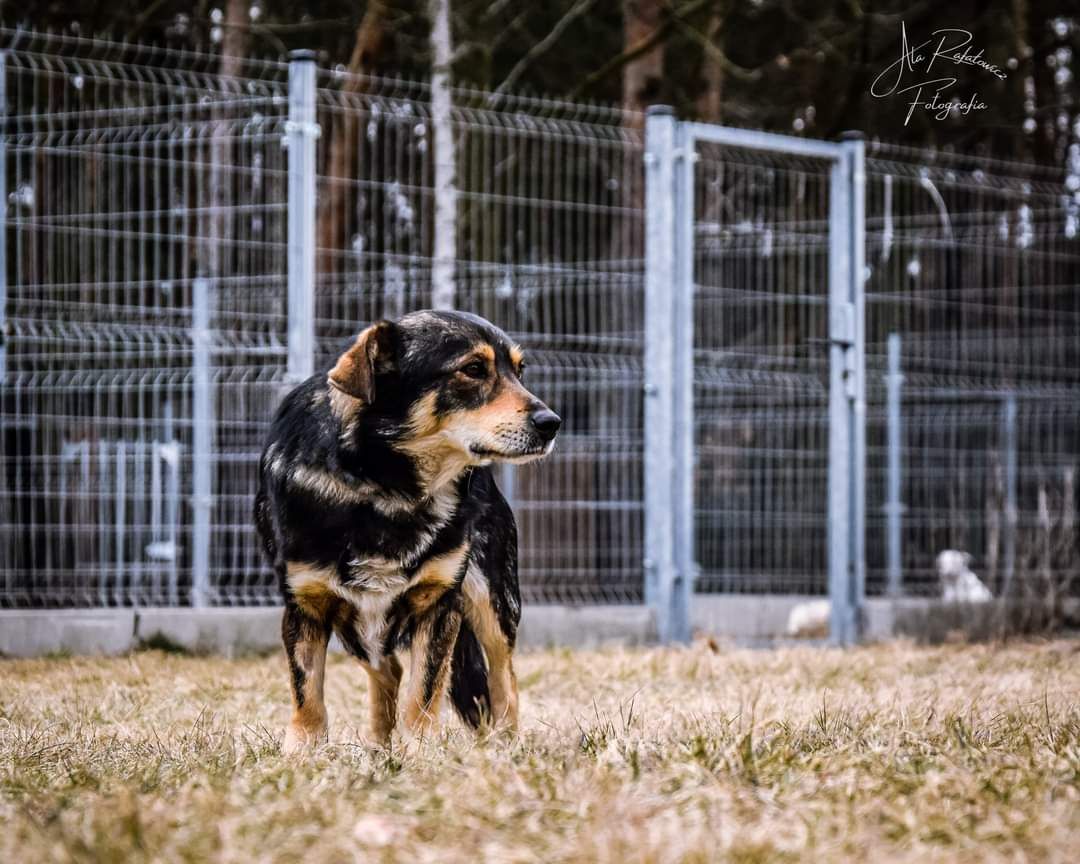 Ma piękną urodę, ale jeszcze trochę się boi... Daj mu szansę!