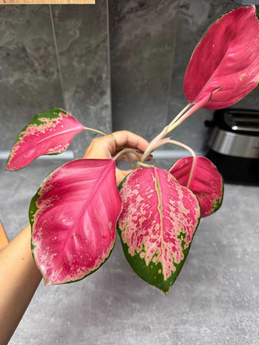 Аглаонема orange star оранж стар