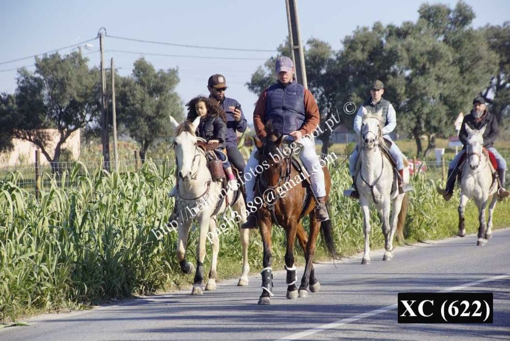 Egua luso-arabe com 10 anos