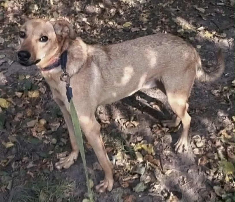 Oddam za darmo, do adopcji- Kubuś szuka kochającego domu