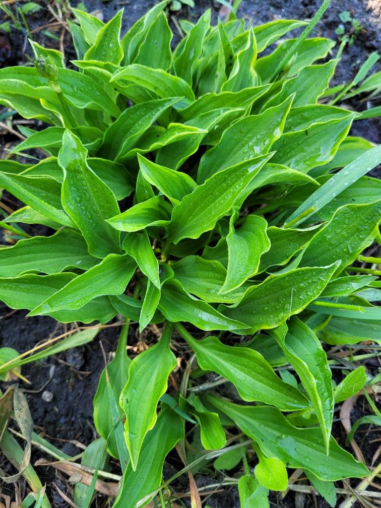 Hosta funkia mini malutkie liście nietypowa zielona z żółtymi rantami