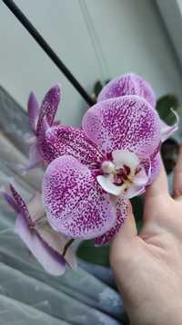 Продам орхидею СРОЧНО
