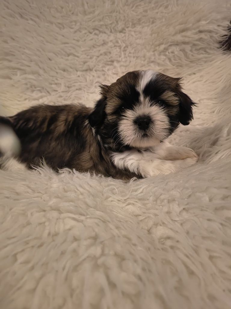 Bebe Shih-Ttzu Macho