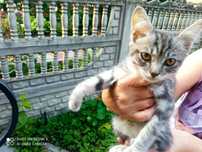 Віддам в добрі руки кошеня