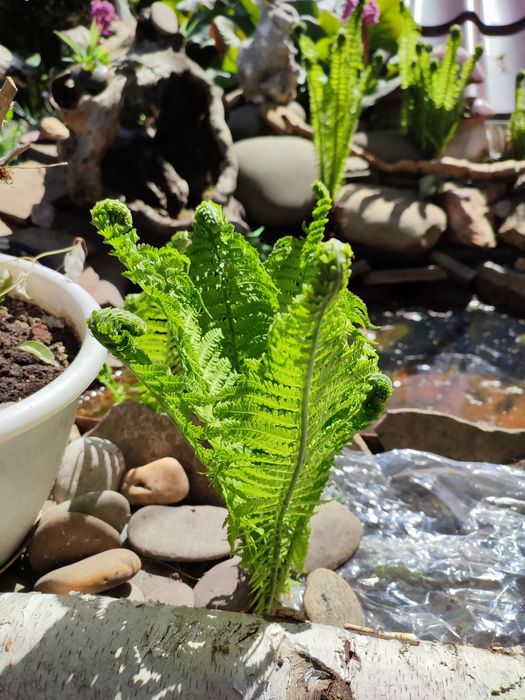 Папороть папоротник