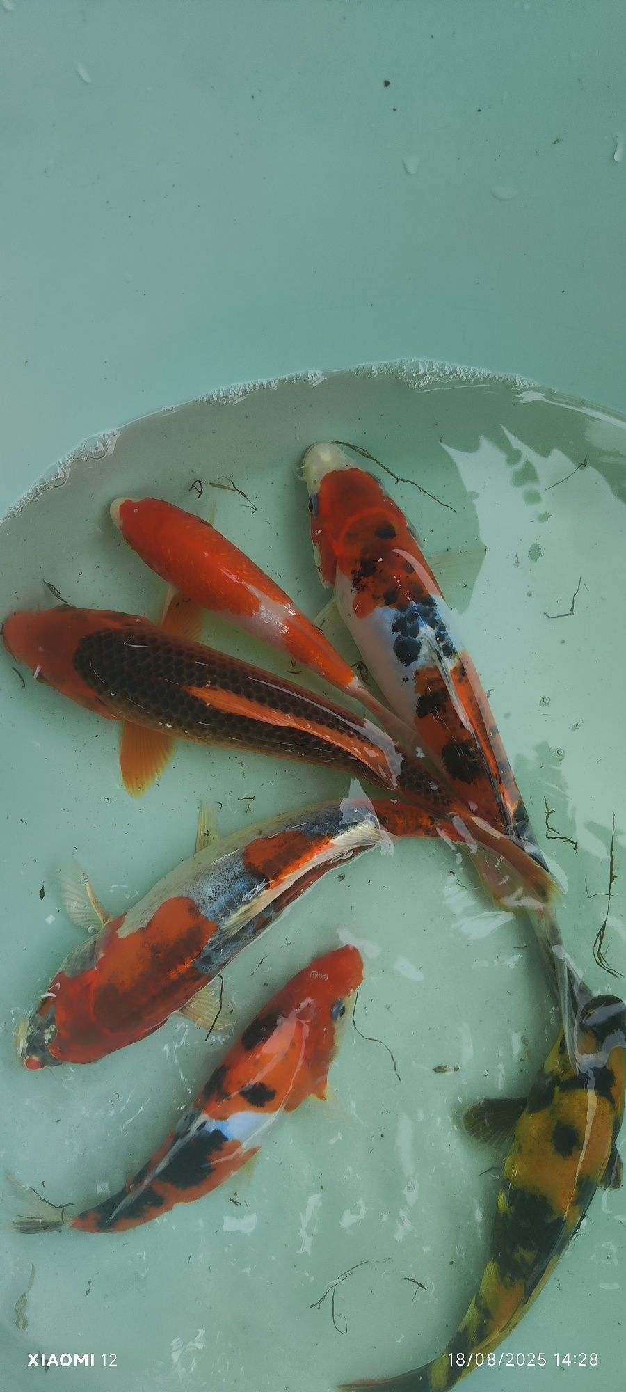 Carpas koi  lindíssimas