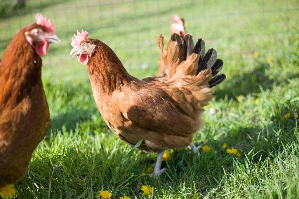 Kurki nioski odchowane Rosa kolor