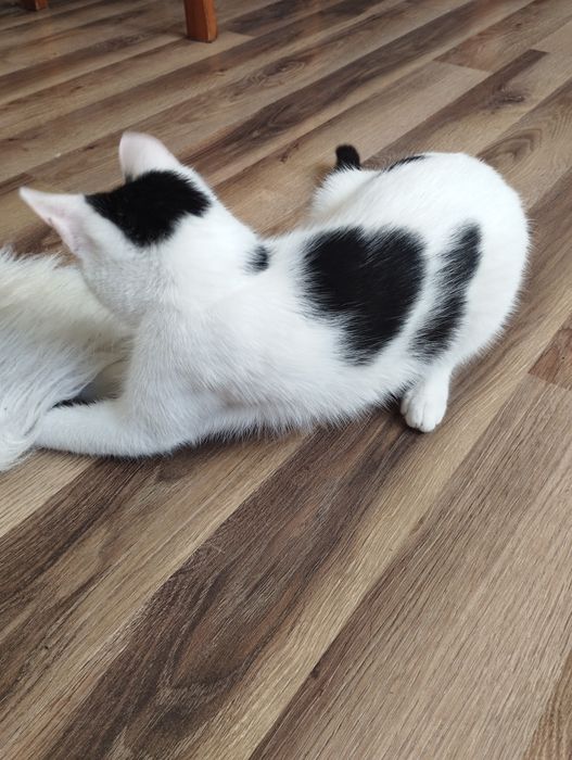 Oddam kotkę, drapak i resztę w dobre ręce