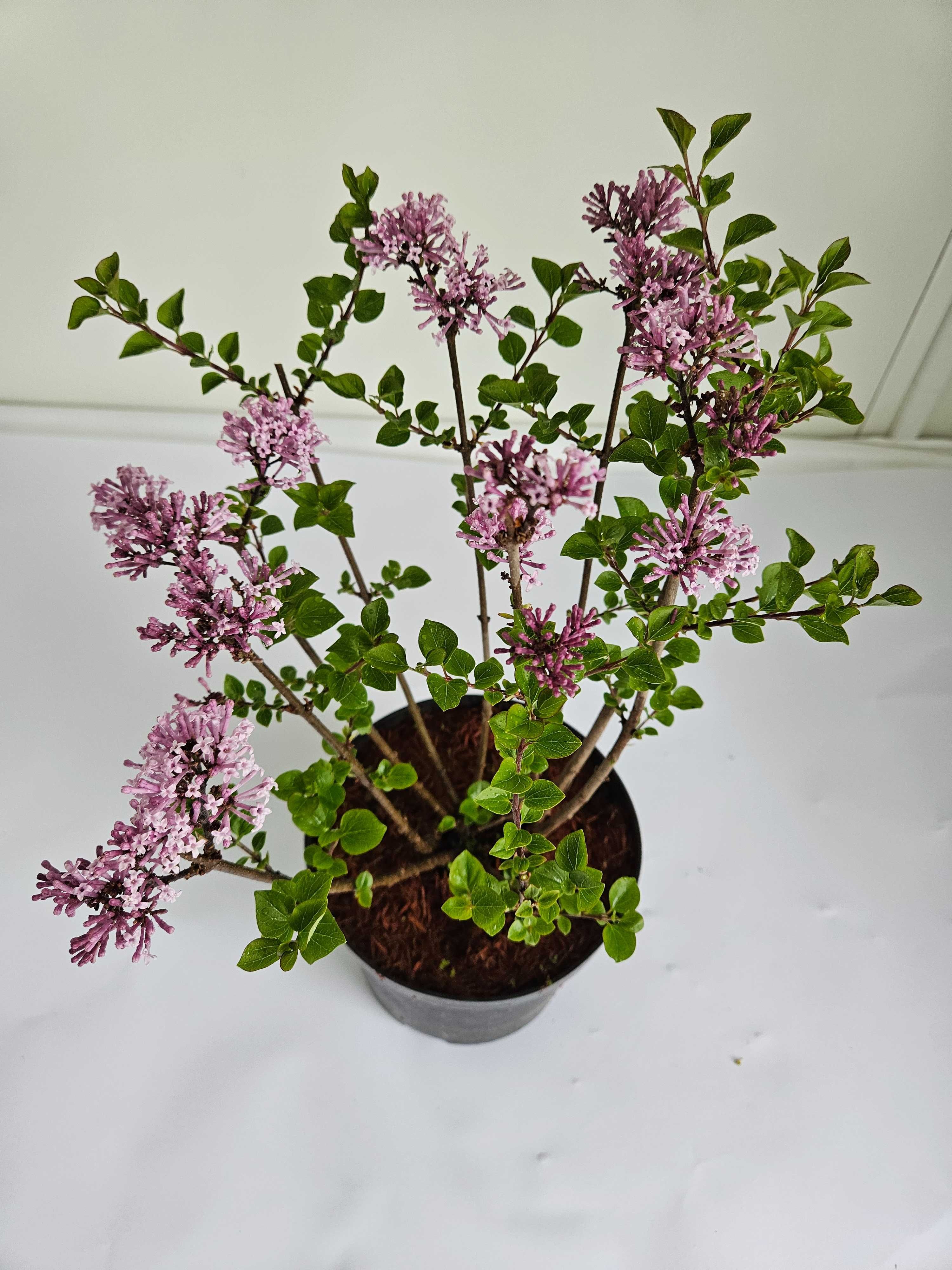 Lilak Meyera 'Palibin' (Syringa meyeri 'Palibin')