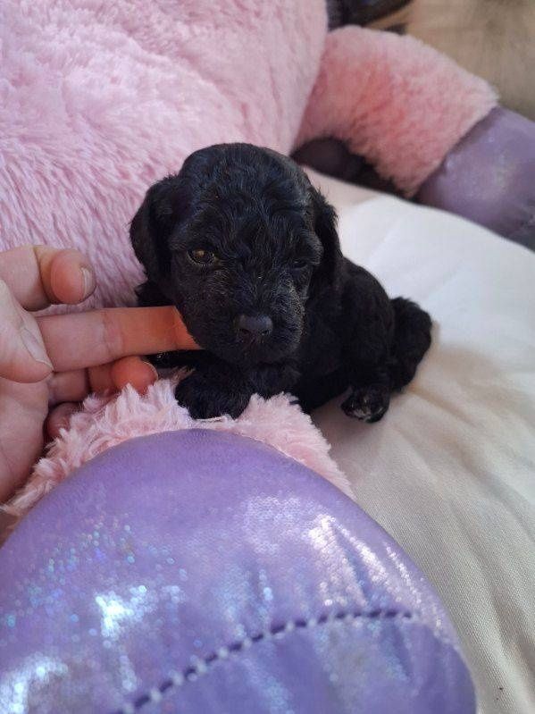 Maltipoo śliczna dziewczynka odbiór od 31 sierpnia