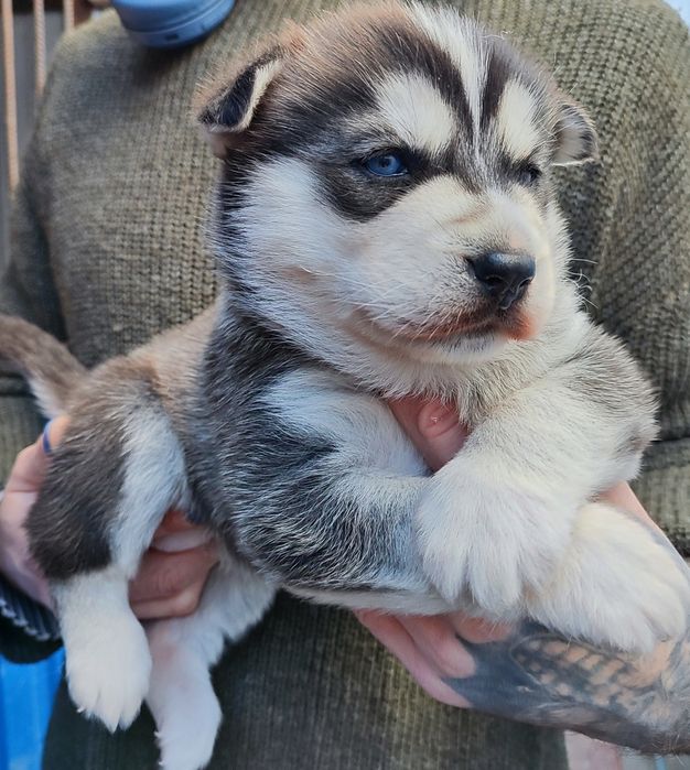 Красивая , характерная хаски