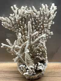 Натуральный Коралл