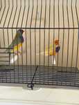 Machos diamante gould