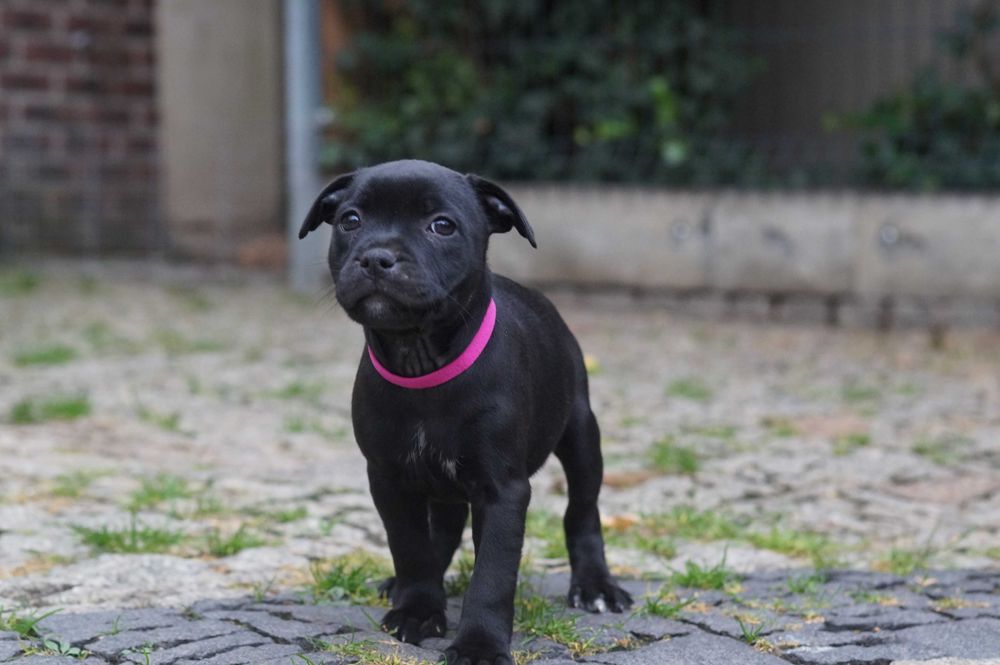 Staffordshire bull terrier ZKwP/ FCI