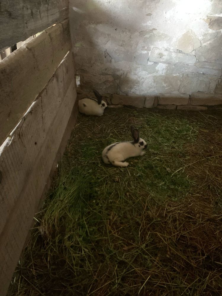 Króliki Srokacze czarne i szare