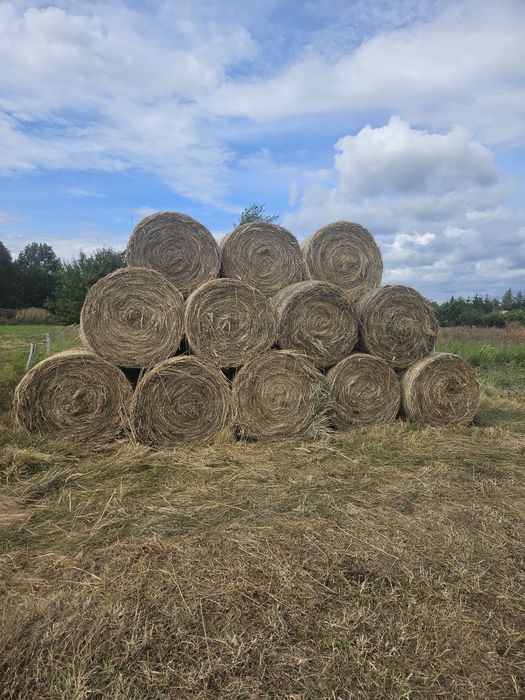 Baloty siana 110 zł za sztukę