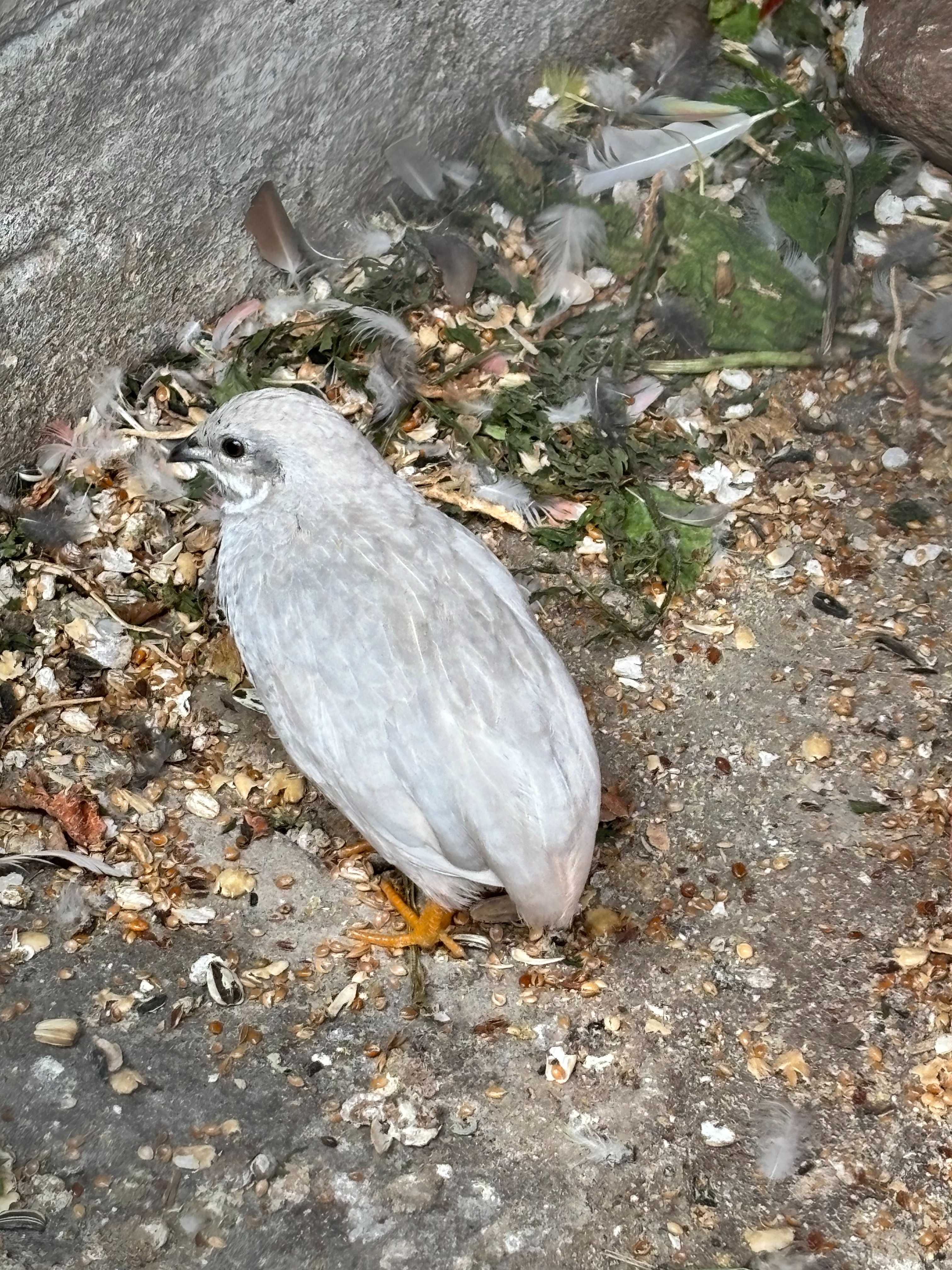 Przepiórki chińskie SPRZEDAM