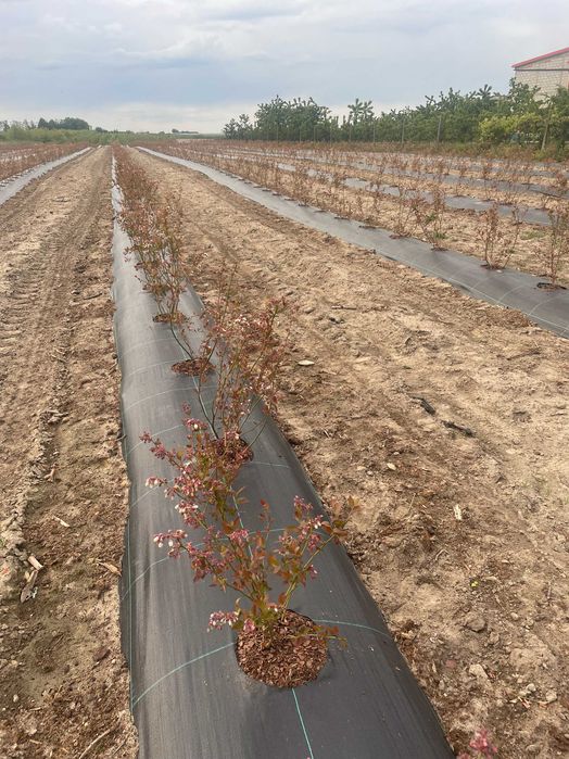 Agrotkanina z otworami 110g wieloletnia Borówka agrowłóknina tuje 100m