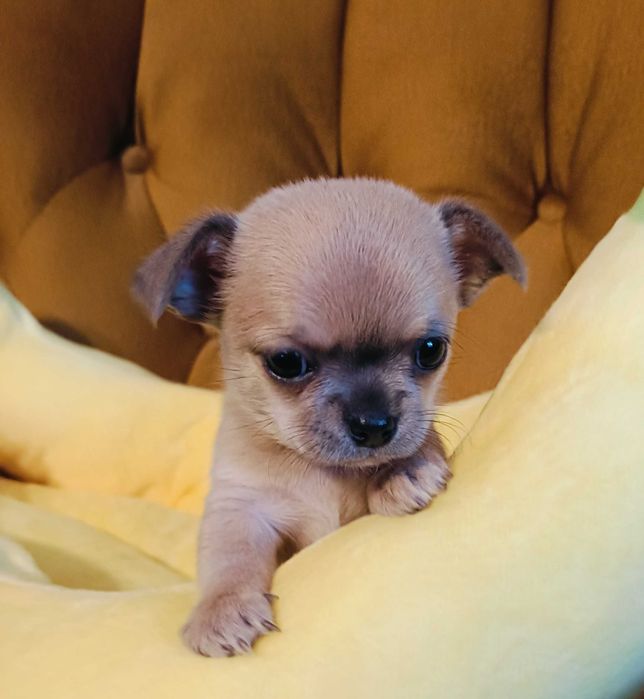 Chihuahua - dziewczynka krótkowłosa - FCI