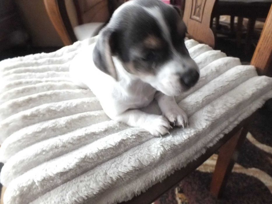 Jack Russell terier