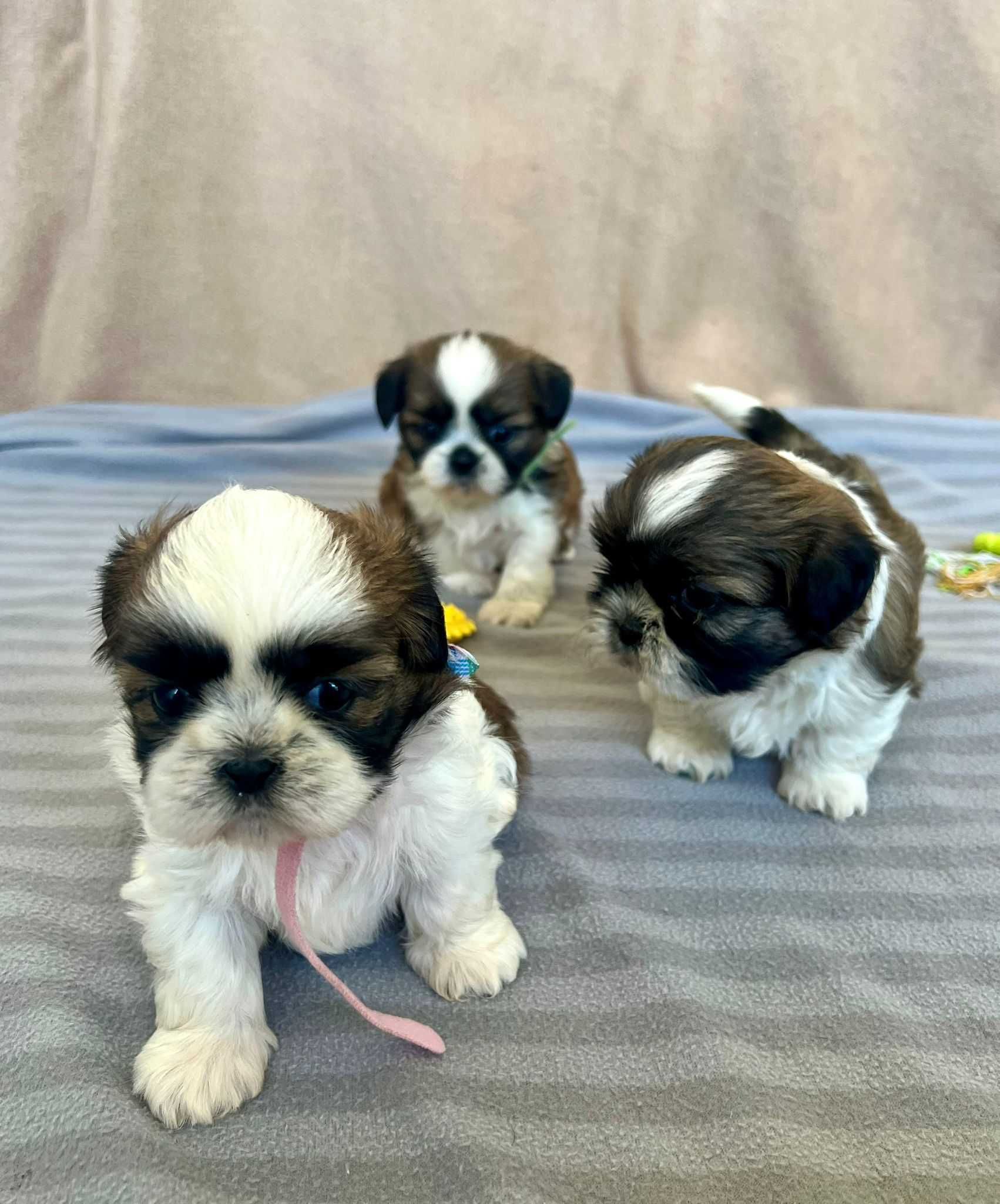Śliczna suczka Shih Tzu- różowa obróżka do odbioru od 17.07.2025r.
