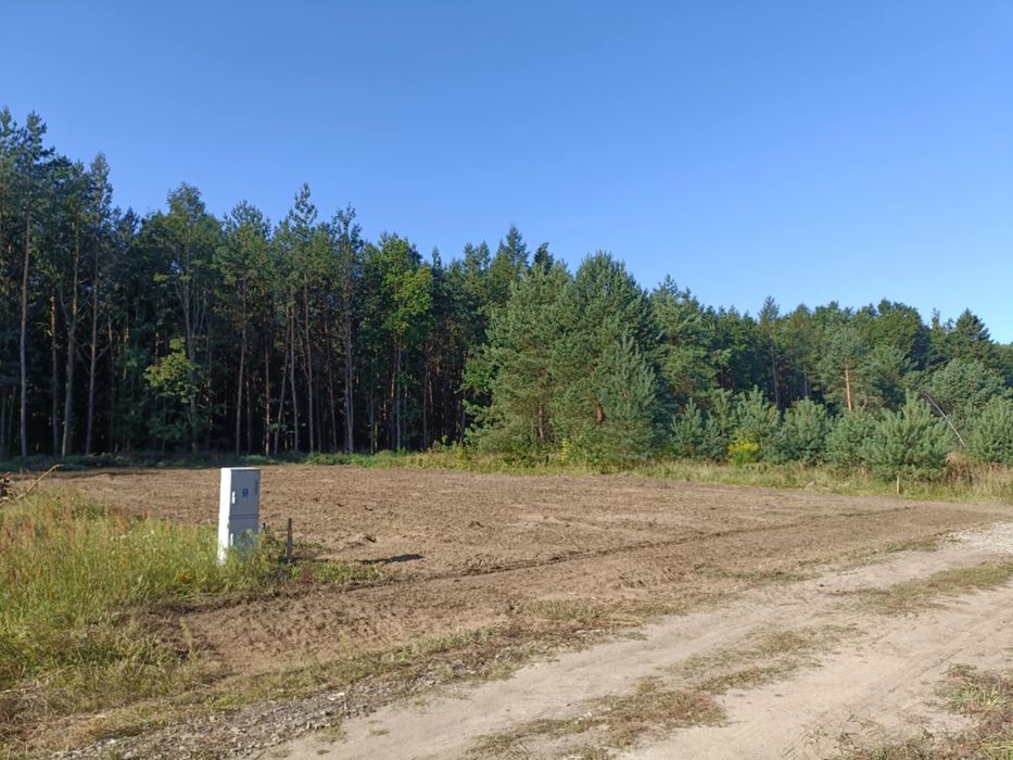 Karczowanie usługi mulczerem leśny wycinka drzewa samosiejek