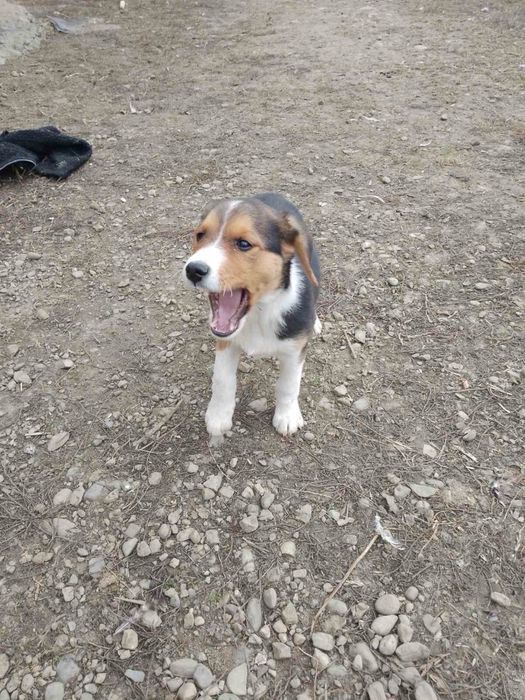 Продаються цуценята естонка гонча