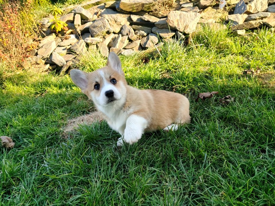Piękna duża Welsh Corgi Pembroke FCI ruda z krótkim ogonem!