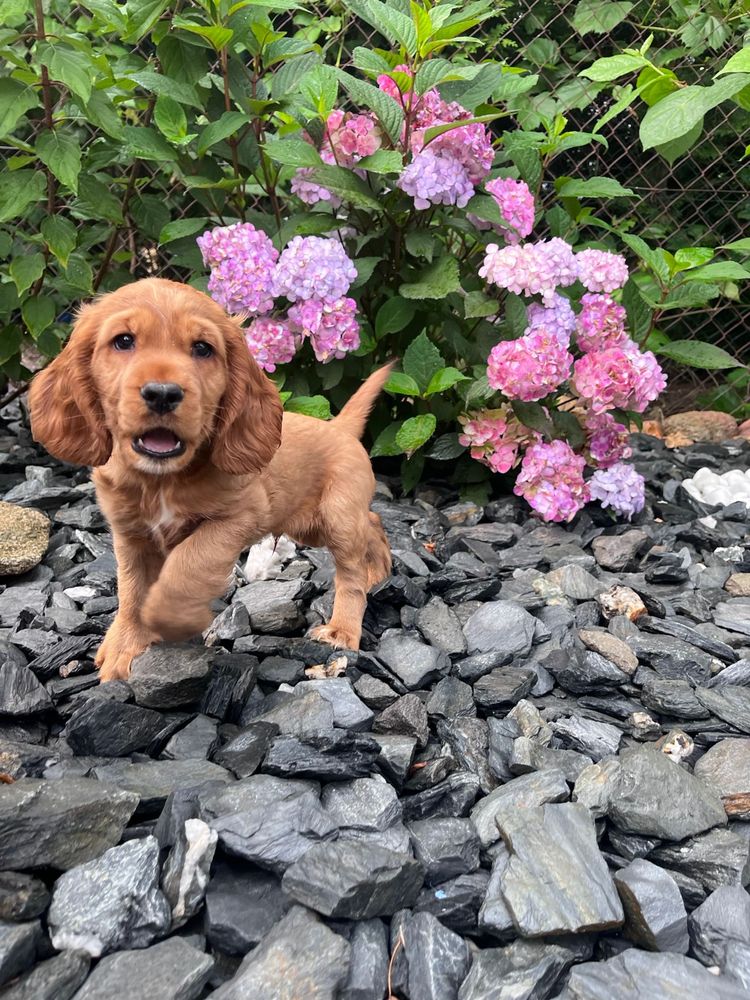 Cocker Spaniel Angielski