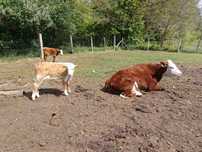 Krowa Hereford z cielakiem lub bez