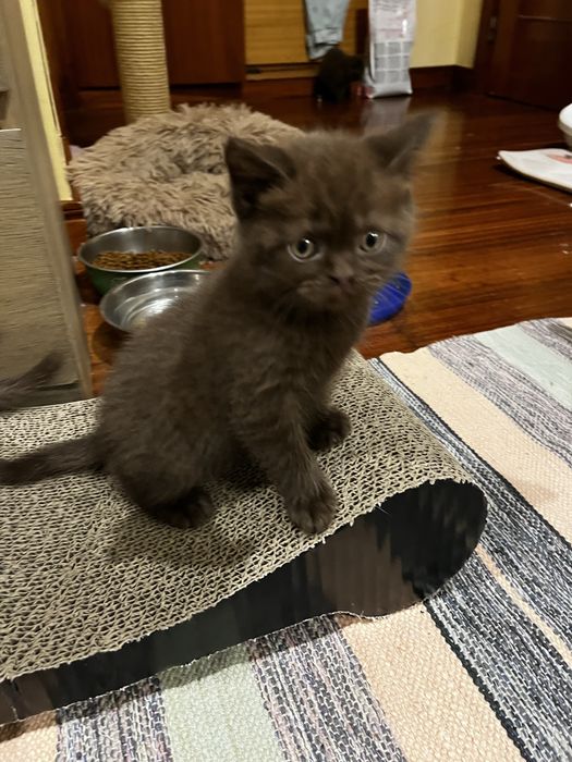 Gatinho Scottish straight chocolate