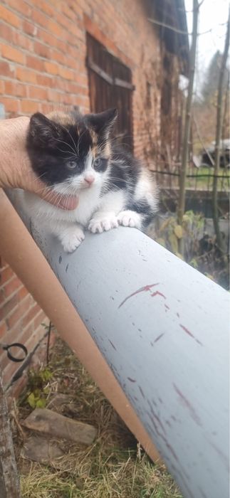 Oddam  male kotki kotek kocurki czarne i kolorowe