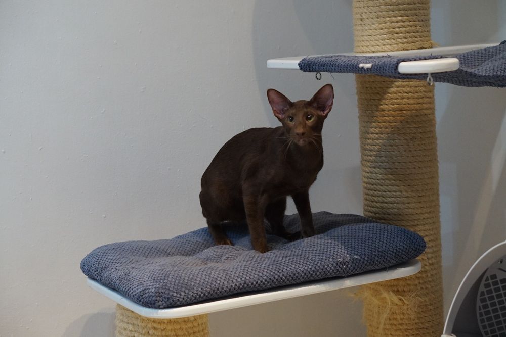 Kocurek orientalny gotowy do zmiany domku prawdziwy rodowód WCF