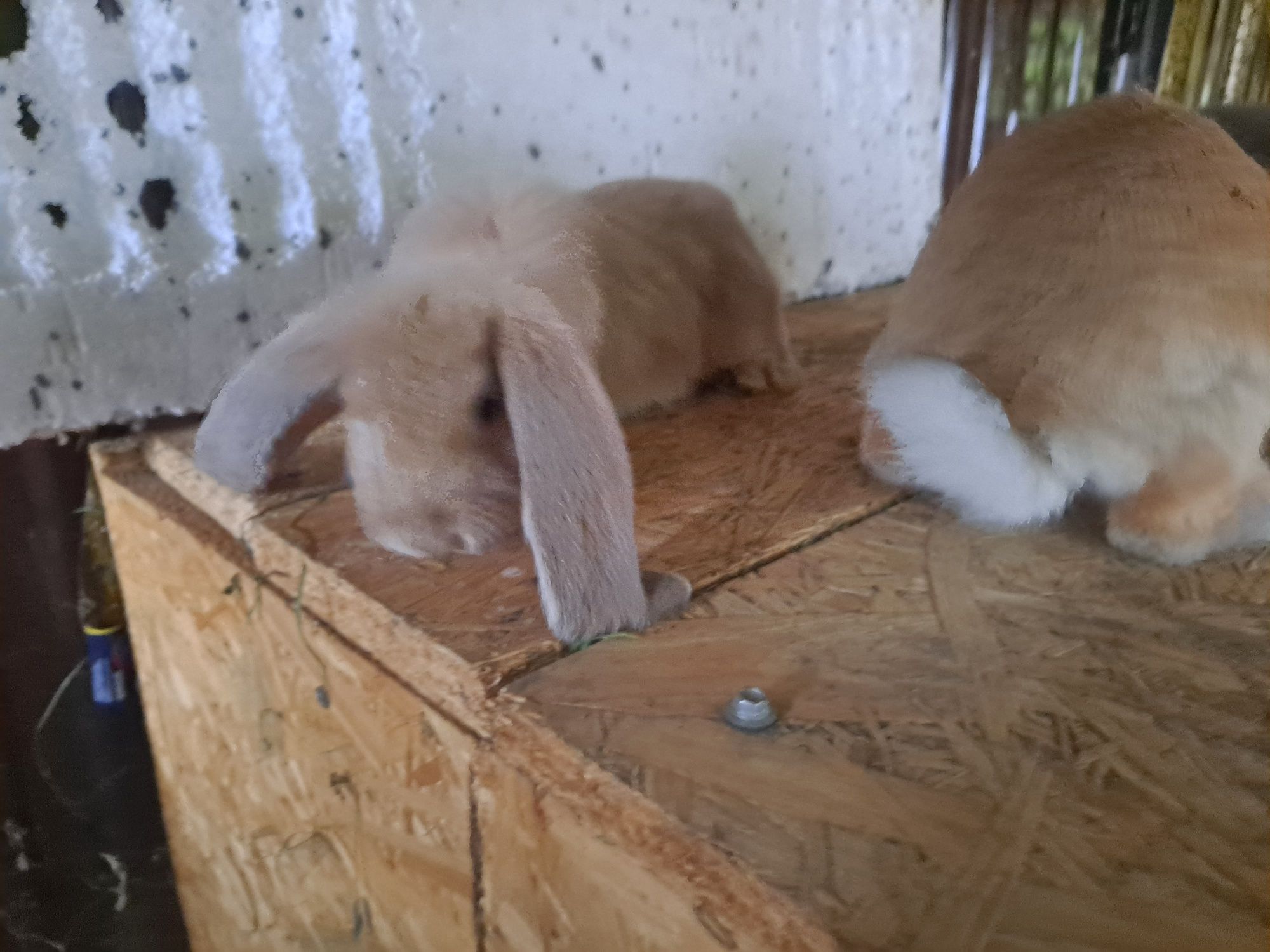 Króliki rasy baran francuski
