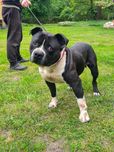 Amstaff Bono szuka domu Amstaffy Niczyje