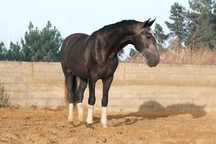 Poldro lusitano com 3 anos