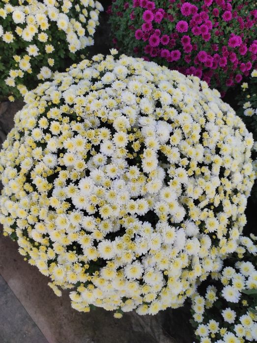 Chryzantema drobnokwiatowa