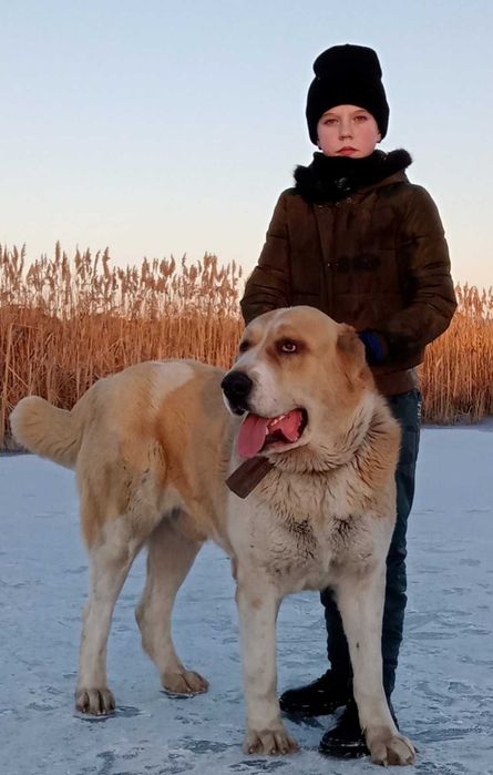 Среднеазіатська вівчарка