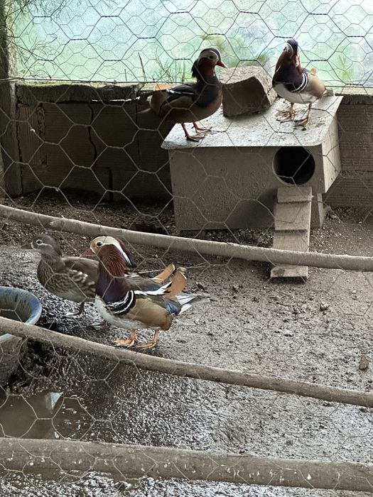 Pato mandarim nascido este ano