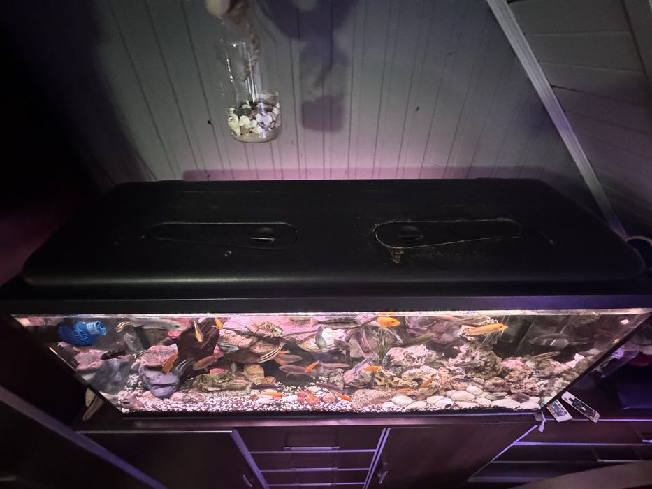 Akwarium  240L wraz z zawartością
