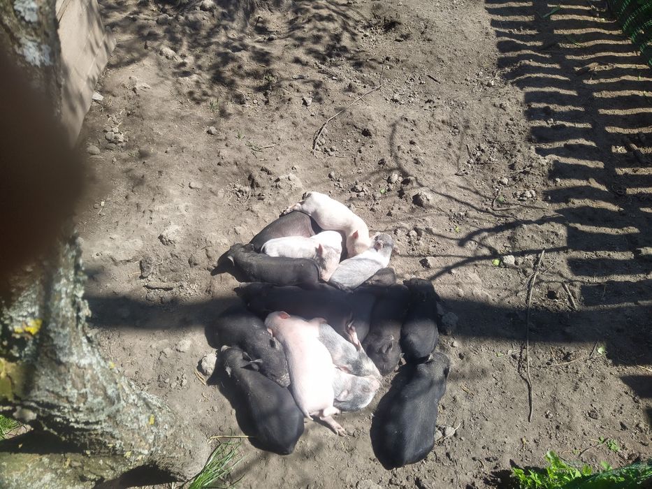 В'єтнамські та корейські поросята