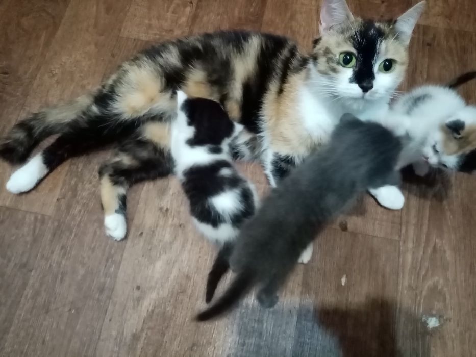 Отдам кошенят в добрі руки