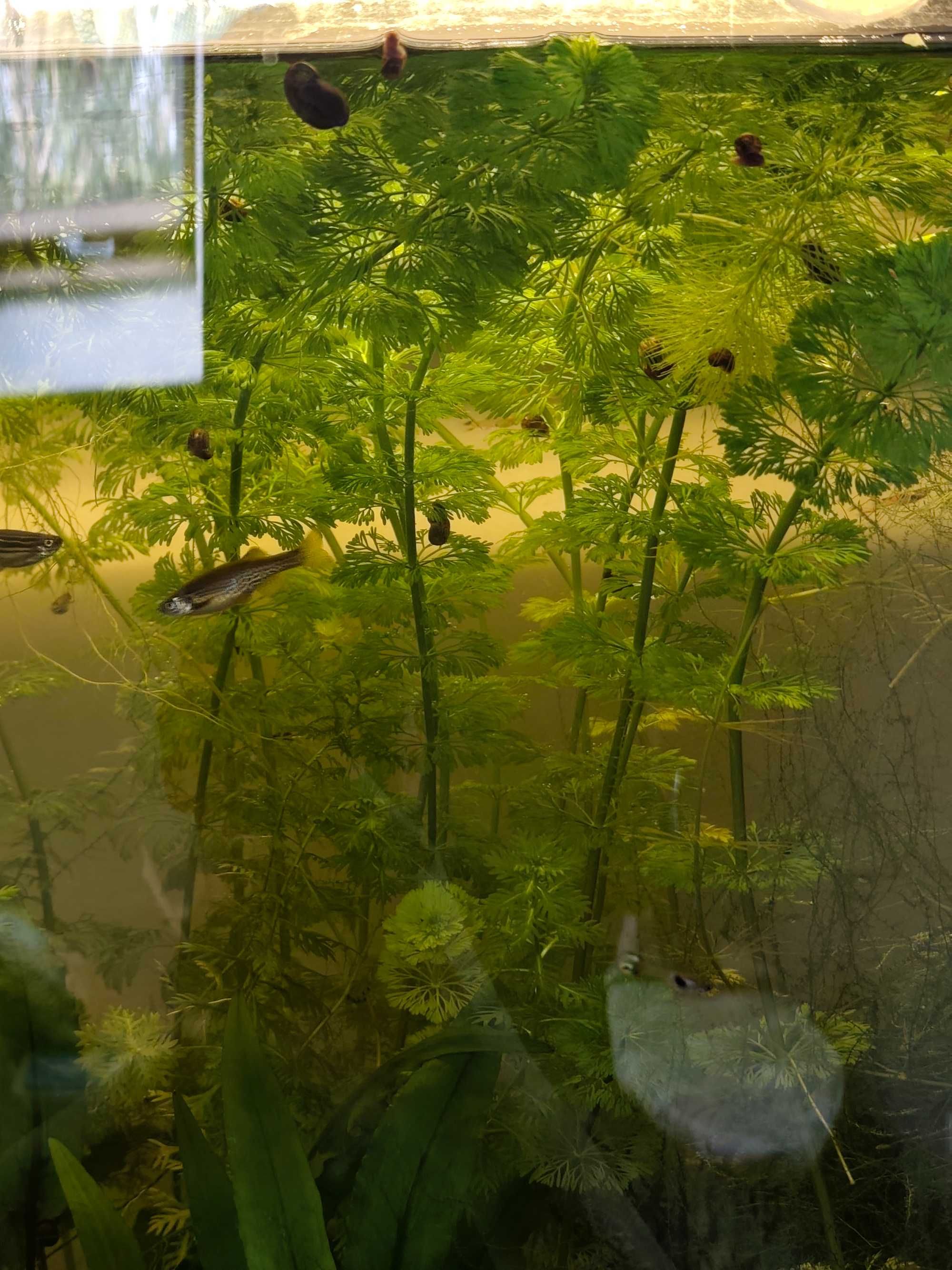 Cabomba caroliniana (Kabomba karolińska)