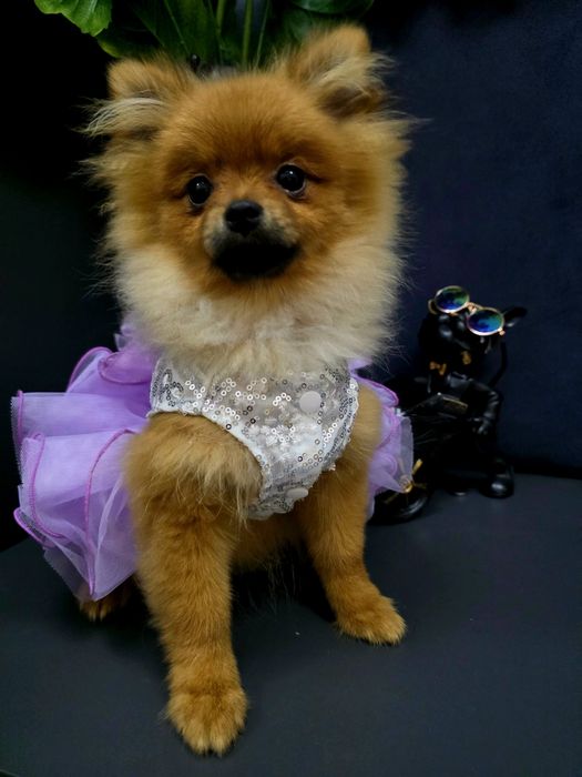 Szpic miniaturowy Pomeranian Boo sunieczka 2xszczepienia legowisko