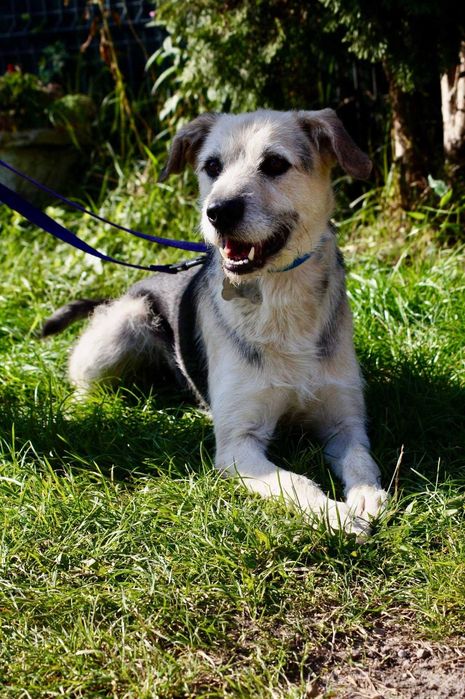 Do adopcji młody, średni, przyjazny pies o jasnym umaszczeniu