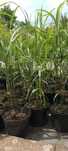 Miskant olbrzymi Miscanthus giganteus doniczka 3L