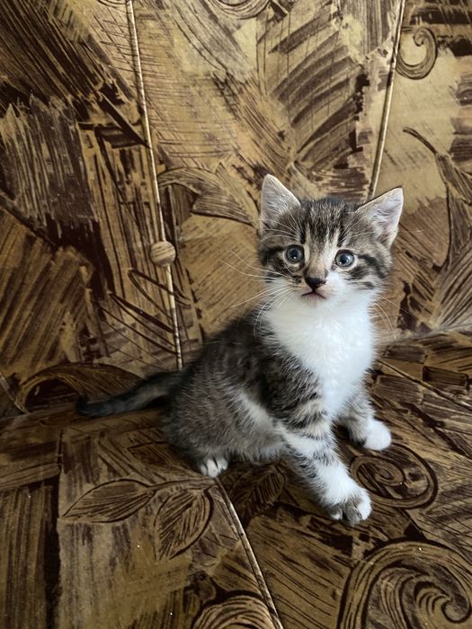 Віддам в добрі руки кошеня-дівчинка