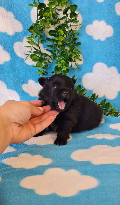 Excelente menina Lulu da Pomerânia/ Spitz Alemão Anão de Qualidade